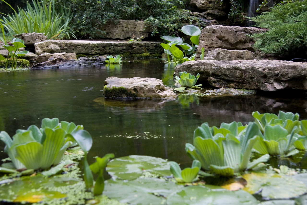 Pond with aquatic plants in Mequon WI